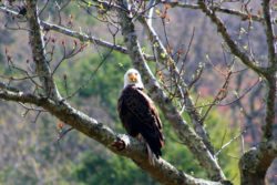 A scenic shot of a bald eagle sitting on a tree branch