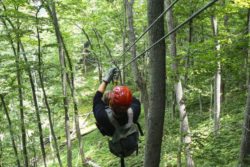 A person ziplining between the tall trees of a forest