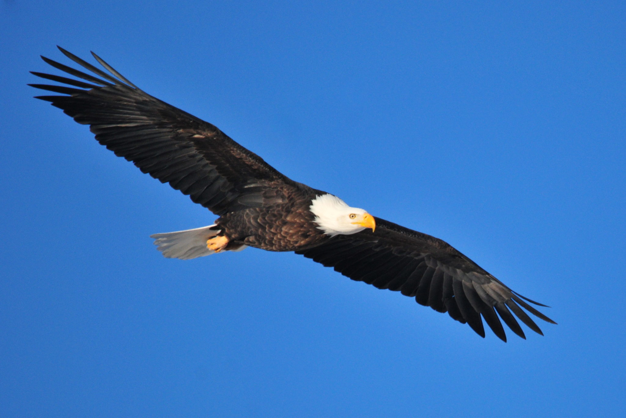 The 11 Best West Virginia Bird Watching Spots