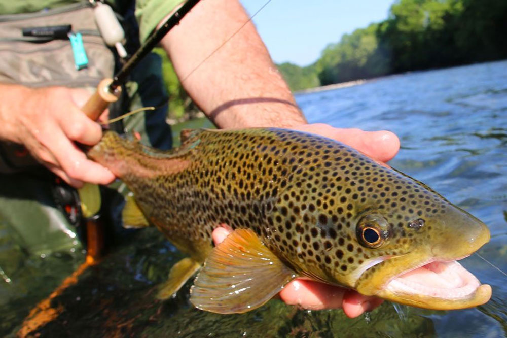 Trout Streams in WV: 11 Popular Fly Fishing Spots