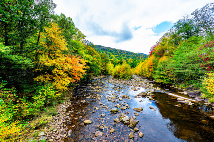 Red Creek river flowing water above view in Dolly Sods, West Virginia with colorful autumn fall leaf colors tree foliage at Canaan valley Appalachian mountains.
