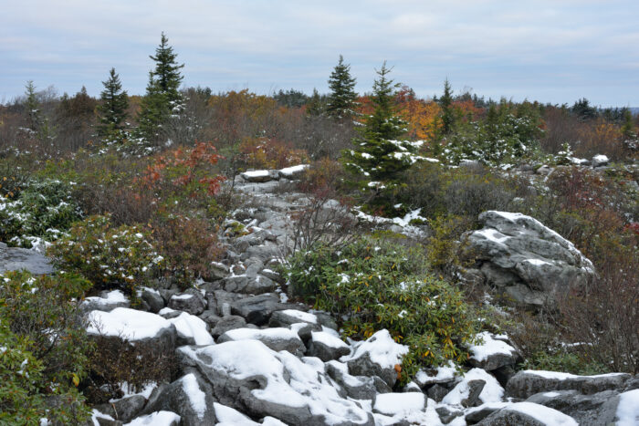 Dolly Sods Scenic Area after fresh snow, West Virginia.