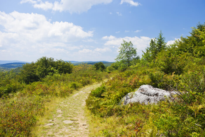 Dolly Sods Wilderness In West Virginia, USA.